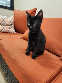 Guacamole -  Domestic Short Hair Cat for Adoption in Elmsford, New York - Guacamole | PetCurious