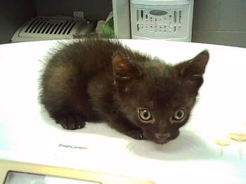 SUAVE -  Domestic Short Hair Cat for Adoption in Indianapolis, Indiana - SUAVE | PetCurious
