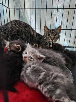 Rescue Domestic Short Hair Cats for Adoption in West Mifflin, Pennsylvania - 250225 Glassport Oak St Mama | PetCurious