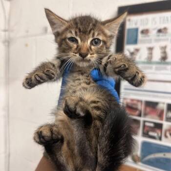 Timon -  Domestic Short Hair Cat for Adoption in Edinburg, Texas - Timon | PetCurious