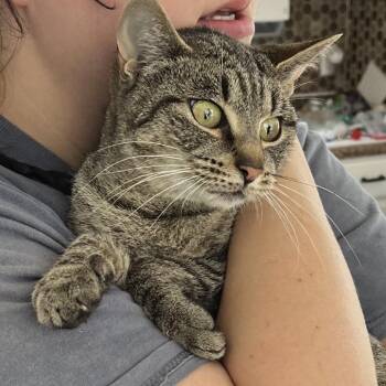 Domestic Short Hair Cats Available for Adoption in Chapel Hill, North Carolina - Sunlight | PetCurious