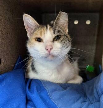 Domestic Short Hair Cats Available for Adoption in Louisville, Kentucky - UNICORN | PetCurious
