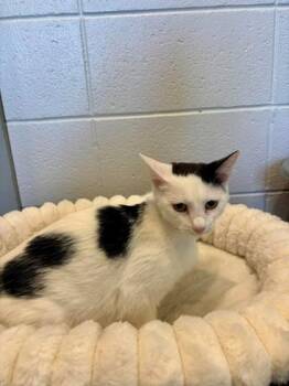 Domestic Short Hair Cats Available for Adoption in Paducah, Kentucky - Mayo | PetCurious
