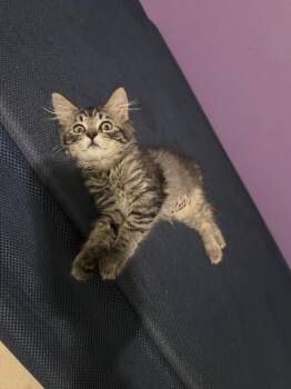 Arwen -  Domestic Short Hair Cat for Adoption in Lafayette, Colorado - Arwen | PetCurious