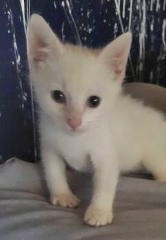 Rescue Tabby Cats for Adoption in Piscataway, New Jersey - Sandman | PetCurious