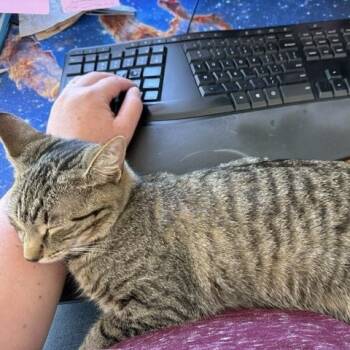 Meredith -  Domestic Short Hair Cat for Adoption in Peoria, Illinois - Meredith | PetCurious