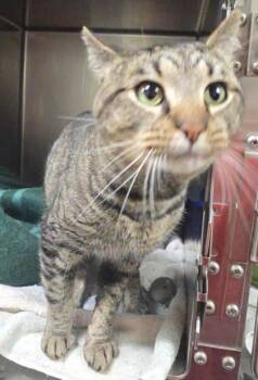 Domestic Short Hair Cats Available for Adoption in Annapolis, Maryland - Stone | PetCurious