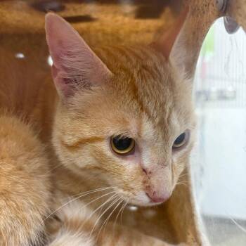 71650 -  Domestic Short Hair Cat for Adoption in Harrisonburg, Virginia - 71650 | PetCurious
