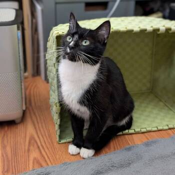 Rescue Domestic Short Hair Cats for Adoption in Cary, North Carolina - Apple Pie | PetCurious