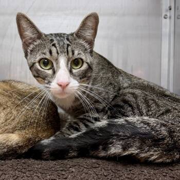 Azul -  Domestic Short Hair Cat for Adoption in Oakland, California - Azul | PetCurious