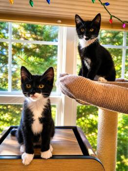 Pickles -  Domestic Short Hair Cat for Adoption in Medford, Oregon - Pickles | PetCurious