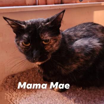Mae -  Domestic Short Hair and Tortoiseshell Cat for Adoption in Cuyahoga Falls, Ohio - Mae | PetCurious