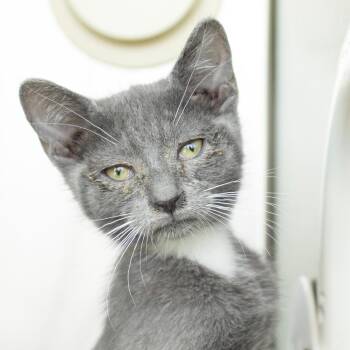 Onion -  Domestic Short Hair Cat for Adoption in Middletown, Rhode Island - Onion | PetCurious