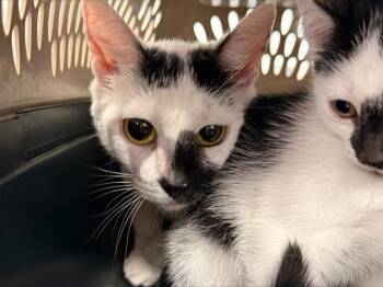 A1266756 -  Domestic Short Hair Cat for Adoption in Charlotte, North Carolina - A1266756 | PetCurious