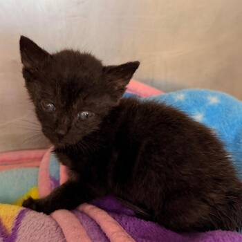 Binx -  Domestic Short Hair Cat for Adoption in West Palm Beach, Florida - Binx | PetCurious