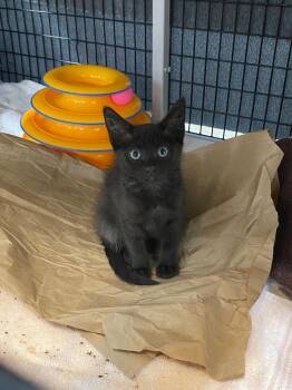 Sippy -  Domestic Short Hair Cat for Adoption in Raleigh, North Carolina - Sippy | PetCurious