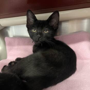 Dream Drop -  Domestic Short Hair Cat for Adoption in Mentor, Ohio - Dream Drop | PetCurious