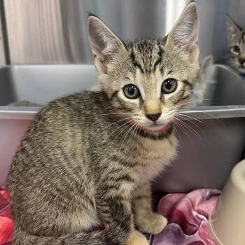 Ursula -  Domestic Short Hair Cat for Adoption in Montgomery, Alabama - Ursula | PetCurious