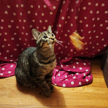 Rescue Domestic Short Hair Cats for Adoption in Saint Paul, Minnesota - Calamity | PetCurious