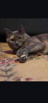 Domestic Short Hair Cats Available for Adoption in Medford, Wisconsin - Fetti | PetCurious