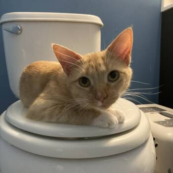 Rescue Domestic Short Hair Cats for Adoption in Fairfax Station, Virginia - Penny | PetCurious