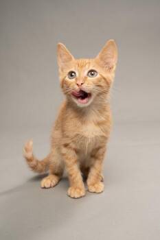 Kion -  Domestic Short Hair Cat for Adoption in Fort Worth, Texas - Kion | PetCurious