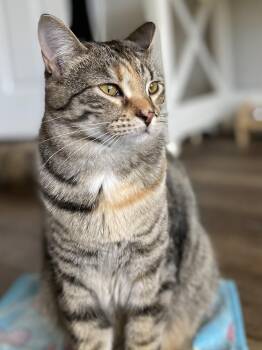Domestic Short Hair and Tabby Cats Available for Adoption in Dallas, Texas - Aquamarine | PetCurious
