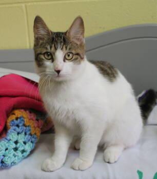 Rescue Domestic Short Hair and Tabby Cats for Adoption in Prattville, Alabama - Winsey - 42665 | PetCurious