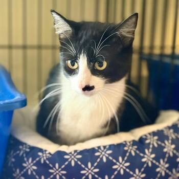 Domestic Short Hair Cats Available for Adoption in Greensboro, North Carolina - Tang | PetCurious