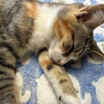 Genevieve -  Domestic Short Hair and Mixed Breed Cat for Adoption in Ashtabula, Ohio - Genevieve | PetCurious