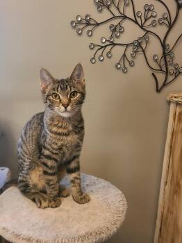 Rescue Domestic Short Hair Cats for Adoption in Lewis Center, Ohio - Elvira | PetCurious