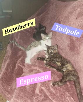 Tadpole -  Domestic Short Hair Cat for Adoption in Mckinney, Texas - Tadpole | PetCurious