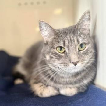 Domestic Short Hair Cats Available for Adoption - MILO | PetCurious
