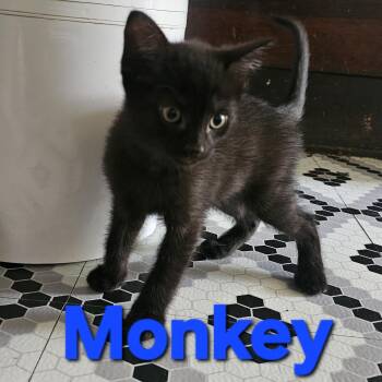 Rescue American Shorthair Cats for Adoption in Massillon, Ohio - Monkey | PetCurious