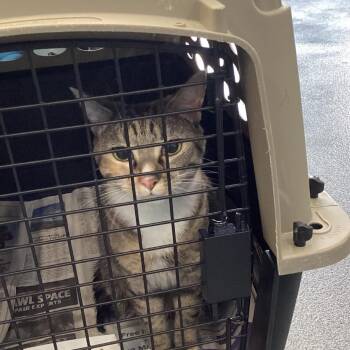 Hazel -  Domestic Short Hair Cat for Adoption in Montgomery, Alabama - Hazel | PetCurious