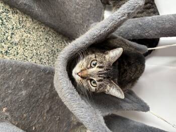 Rescue Domestic Short Hair Cats for Adoption in Richland Center, Wisconsin - Ladybug | PetCurious