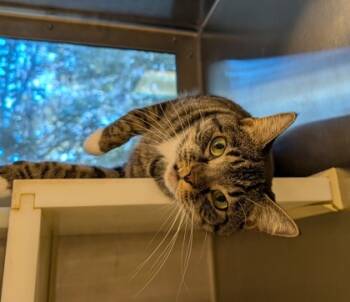 Rescue Domestic Short Hair Cats for Adoption in Aiken, South Carolina - Swain 54100 | PetCurious