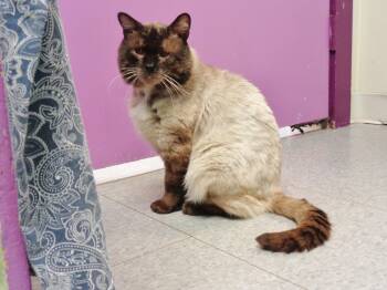 Siamese Cats Available for Adoption in Delhi, New York - SIAMESY PETE | PetCurious
