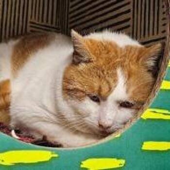 Mochi -  Domestic Short Hair and Mixed Breed Cat for Adoption in Ashtabula, Ohio - Mochi | PetCurious