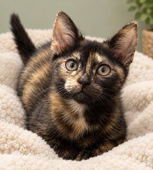 Brownie -  Domestic Short Hair Cat for Adoption in Newtown Square, Pennsylvania - Brownie | PetCurious