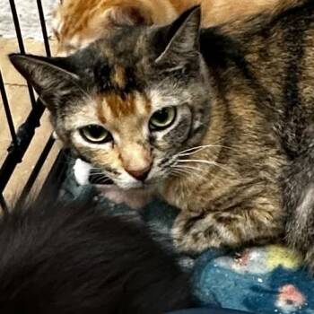 Domestic Short Hair Cats Available for Adoption in Gadsden, Alabama - Rorie | PetCurious