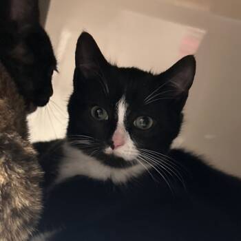 Rescue Domestic Short Hair Cats for Adoption in Watertown, New York - Kaneki | PetCurious
