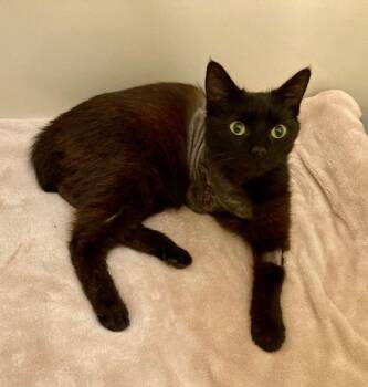 Domestic Medium Hair Cats Available for Adoption - Panther | PetCurious