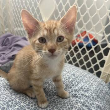 Domestic Short Hair Cats Available for Adoption in Wheeling, Illinois - Alfredo | PetCurious