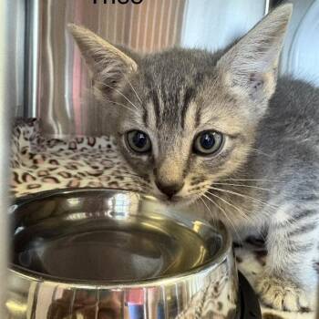 Theo -  Domestic Short Hair Cat for Adoption in Knoxville, Tennessee - Theo | PetCurious
