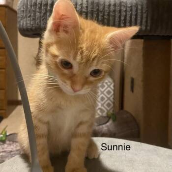 Sunnie -  Domestic Short Hair Cat for Adoption in Buffalo, Minnesota - Sunnie | PetCurious