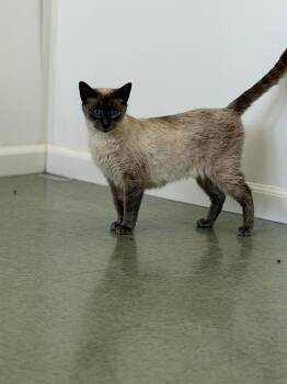 Domestic Short Hair Cats Available for Adoption in Danielsville, Georgia - Kira | PetCurious