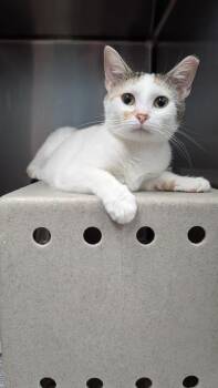 Goober -  Domestic Short Hair Cat for Adoption in Evansville, Indiana - Goober | PetCurious