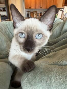 Holland -  Siamese and Domestic Short Hair Cat for Adoption in Wayne, New Jersey - Holland | PetCurious