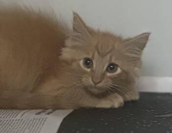 Gear Head -  Domestic Medium Hair Cat for Adoption in Stafford, Virginia - Gear Head | PetCurious